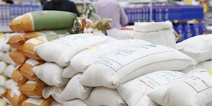 کمین واسطه‌گران برای غارت دسترنج شالیکاران و برنجکاران / کشور به واردات اندکی برنج خارجی نیاز دارد