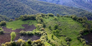 جنگل‌های زاگرس تامین کننده ۴۰ درصد آب کشور/ تعداد استان‌های بیابانی به عدد ۲۱ رسید